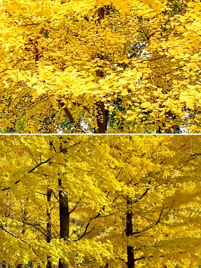 北京賞秋｜北海公園觀賞銀杏遊玩攻略。