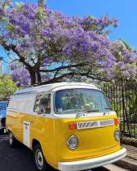 Sydney's Jacaranda Season is Here: 6 Stunning Photo Spots