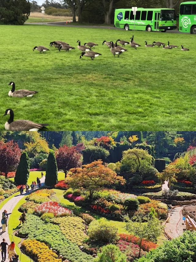 國外天花板之旅—維多利亞百分百是國外最佳短途旅行。