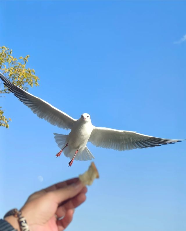 《西昌冬日，與西伯利亞海鷗的邂逅》。