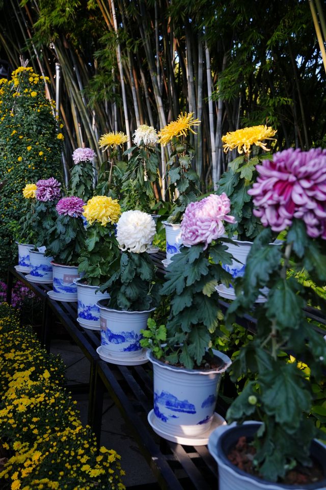 菊花展｜黃花崗公園｜廣州閒逛好去處。