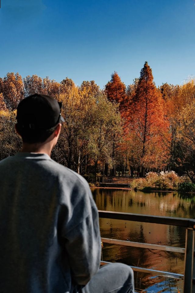 在鄭州植物園發現了浪漫的紅杉樹