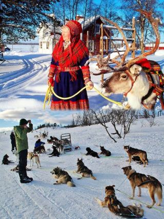 Tromsø | Dog Sledding vs Reindeer Sledding: Which to Choose?
