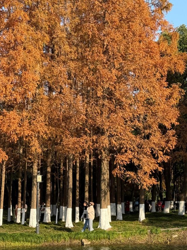 亭林園的秋光盛景：楓葉與銀杏的詩意邂逅