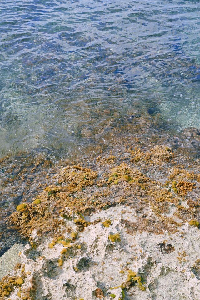 加勒比海的明珠：科蘇梅爾島這樣玩