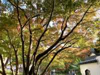 上海，和平公園