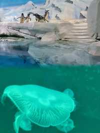 東方明珠下的海洋奇境：上海海洋水族館探秘