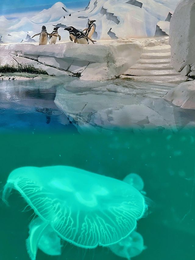 東方明珠下的海洋奇境：上海海洋水族館探秘