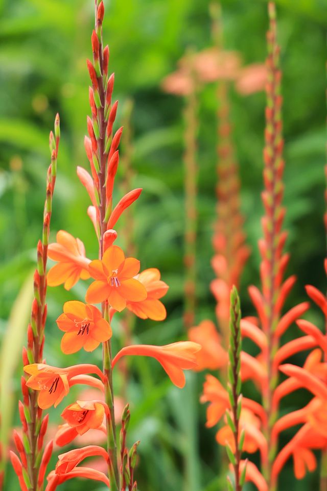 基督城植物園｜四季不同景｜夏日盡繁花