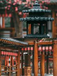 千年古樹延福寺山茶梅盛開美不勝收