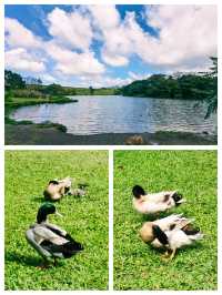 夏威夷可愛島，風景絕美的度假勝地