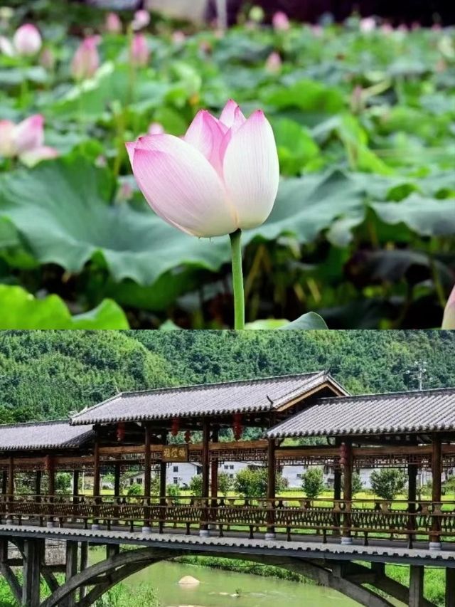 放棄福州市來橄欖之鄉🫒閩清縣 