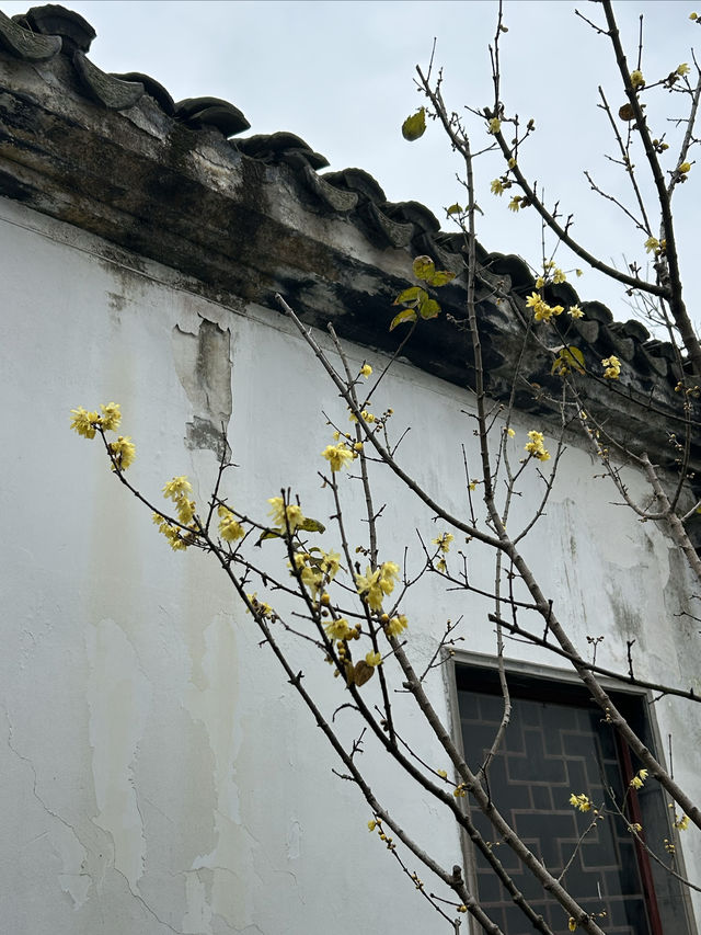秋霞圃｜上海著名古典園林，一步一景，秀色迷人