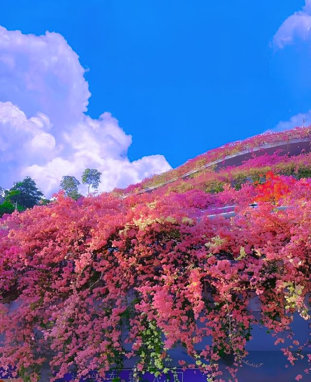 別再以為這是瑞士或者新疆啦！這裡是深圳的仙湖植物園，