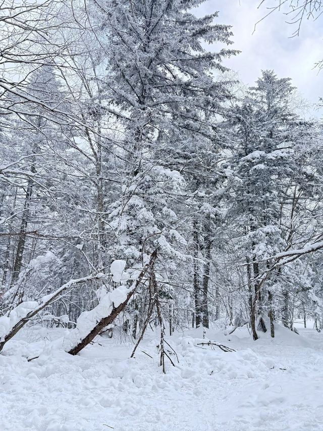 長白山-延吉森林探秘 邂逅冬日浪漫要去