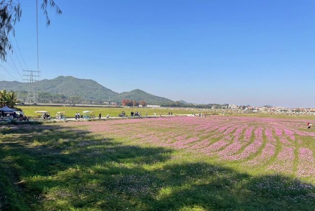 邂逅花海，沉醉春光