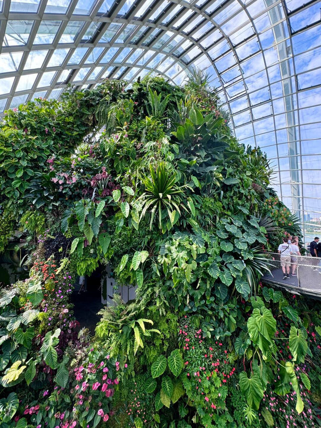 新加坡濱海灣花園 | 雲霧林🌫️ + 超級樹打卡攻略