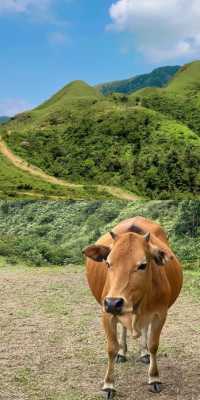 下個月，廣東這片高山草甸將被杜鵑花海淹沒！