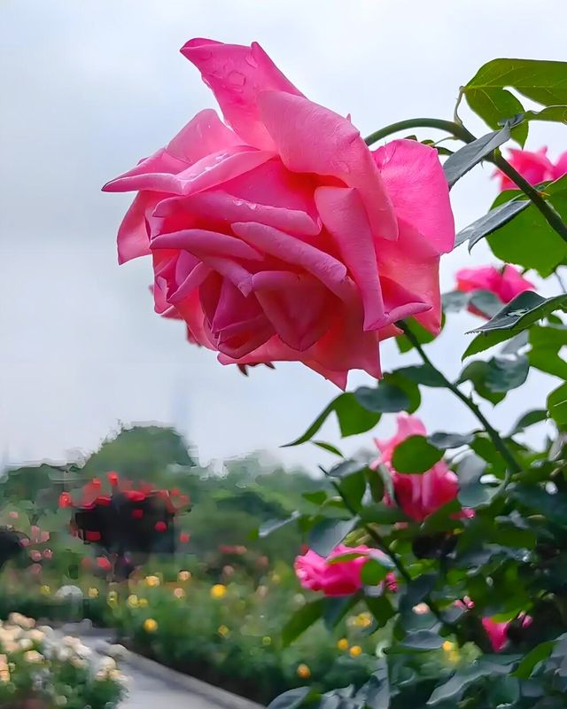 旅遊還是離不開深圳美麗呀 
