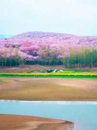 3月去貴州，淋一場藍色星球上最美的櫻花雨