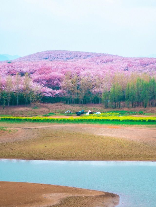 3月去貴州，淋一場藍色星球上最美的櫻花雨