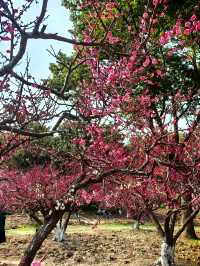 世紀公園賞梅聞香迎春