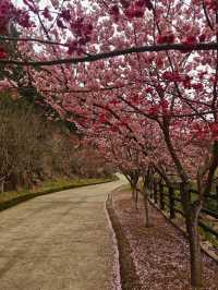 溫州櫻花園：初春的粉色夢境