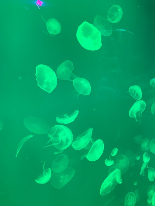 海邊的海洋世界