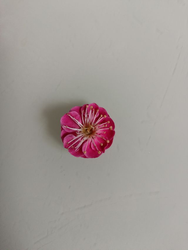 達州春天賞花季