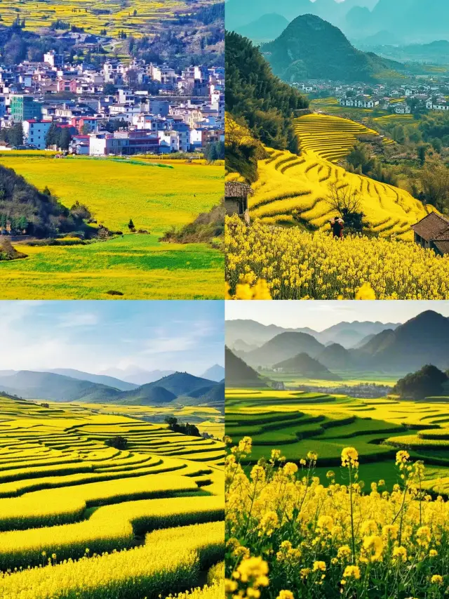 Luoping Rapeseed Flower Viewing Guide and Route Sharing