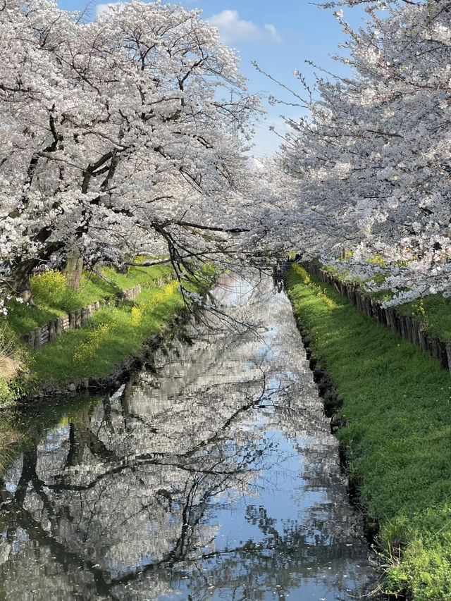 目黑川的浪漫之旅：東京的水岸風情