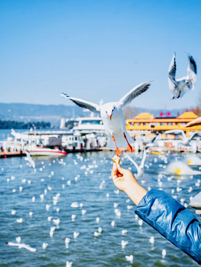 Seagulls and Spring City 