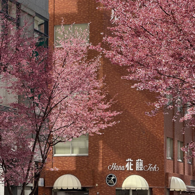 🌸東京三越前櫻花来了，都市中的浪漫櫻花之旅✨