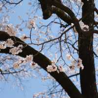 🌸韓國春日限定 | 景福宮的櫻花盛宴