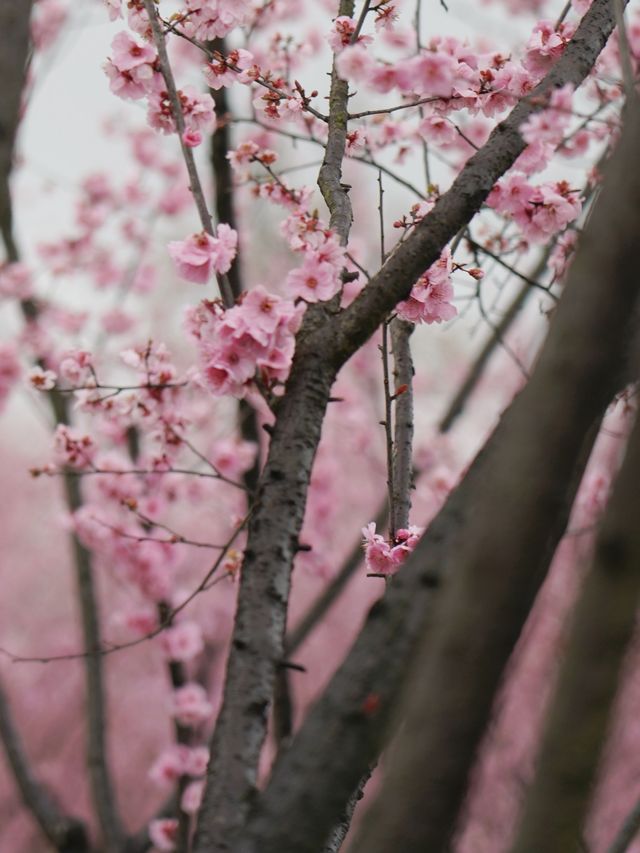 杭州青芝塢賞桃花啦！小眾好看哦～