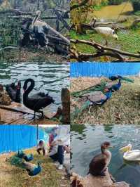 雲南野生動物園，萌趣大冒險