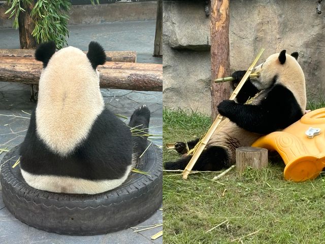 天啊！這應該是動物世界的天花板吧