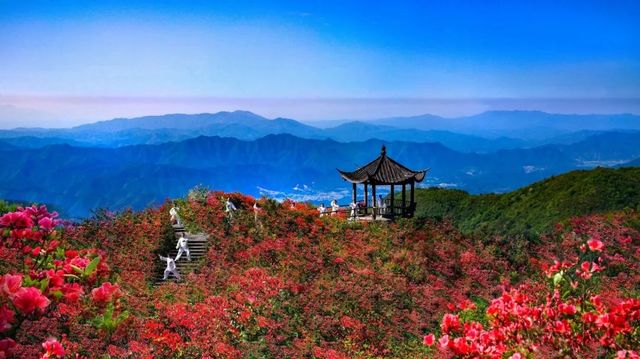 賞花指南 |一起來看銅鼓的「花花世界」！
