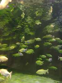 灞橋海洋公園｜體驗絲綢之路上的海洋世界