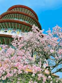 台北——天元宮賞櫻！