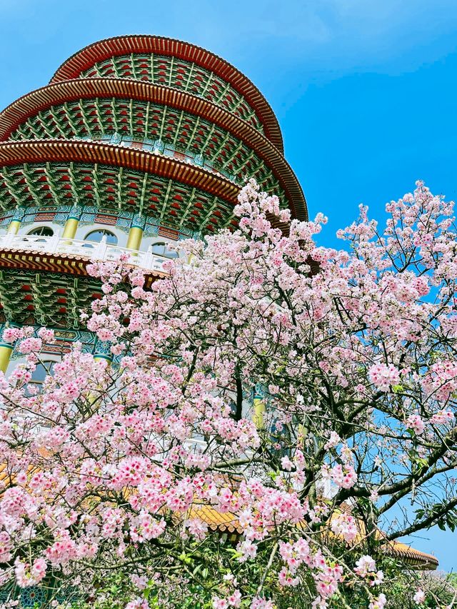 台北——天元宮賞櫻！