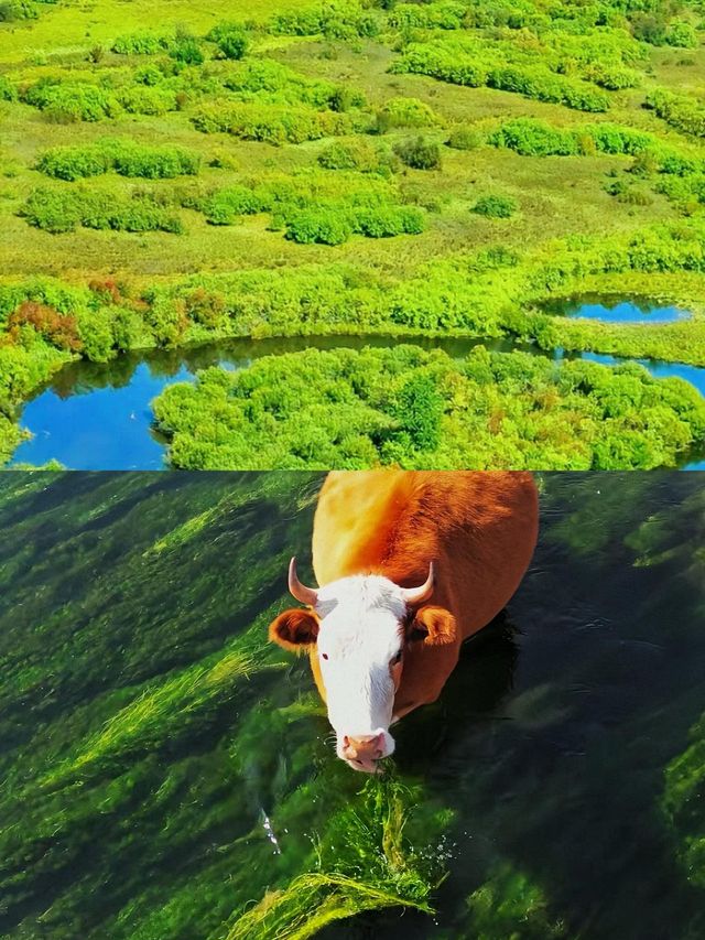 我該點樣同你描述，屬於內蒙古嘅夏日長夢