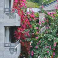 🌸春日限定！深圳甘坑古鎮花開成海啦