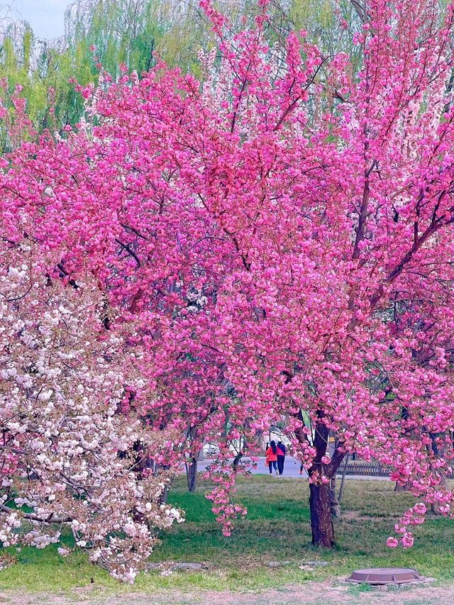 北京賞花了