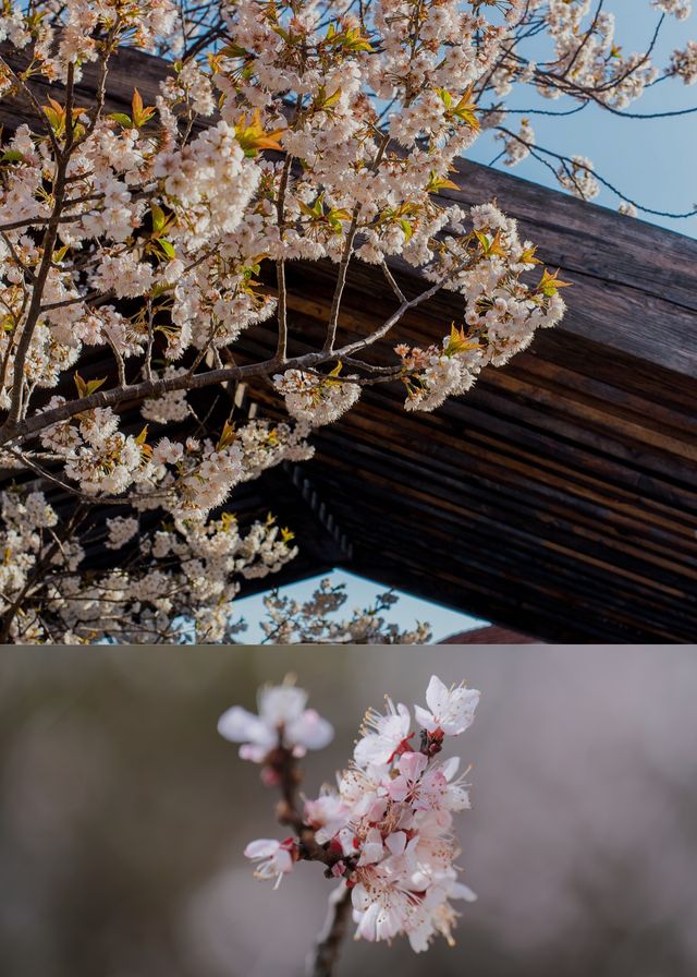 春天去到嶗山，喺仙居小院一邊賞櫻一邊燒烤啦~
