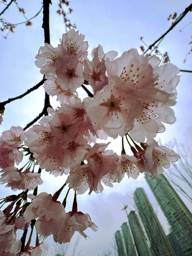 春日限定|無錫金匱公園，邂逅免費櫻花海