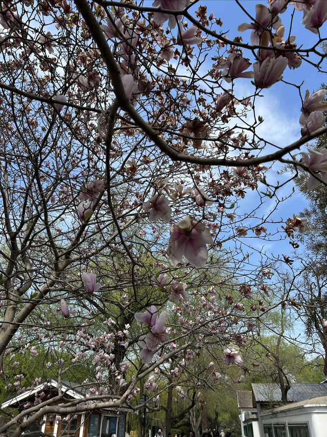北京免費郊遊賞春公園～