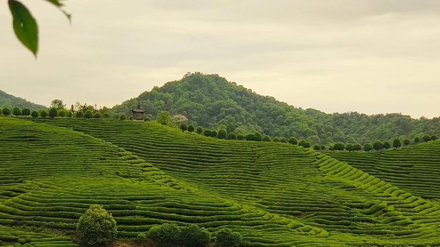 春日輕徒步 | 江西婺源，梯田花海與古村的詩意邂逅