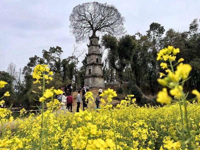 望亭花海