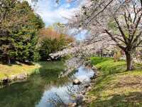【北海道｜怎樣在北海道札幌赴一場櫻花盛宴 🌸 意外的櫻花驚喜】